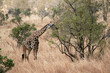 Photo: Giraffe Giraffe