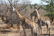 Photo: Giraffe Giraffe