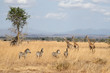 Photo: Zebras and giraffes Zebras and giraffes