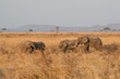 Photo: Elephant Elephant