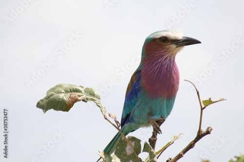 Photo: Bird Bird