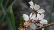 Cherry blossoms Cherry blossoms