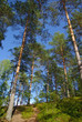 Pine trees