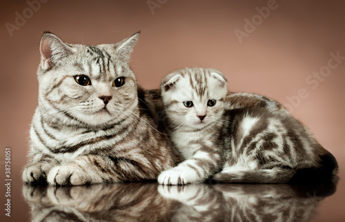 Photo: cats cats