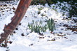 sunlight thawing snow around daffodil plants