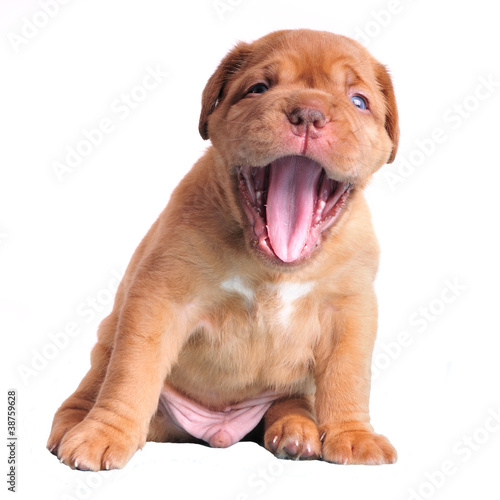 Photo: Dogue De Bordeaux puppy yawning Dogue De Bordeaux puppy yawning