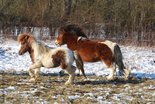 Photo: Poneys au trot Poneys au trot