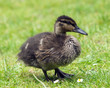 Chick