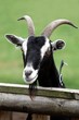 Billy Goat Portrait Billy Goat Portrait