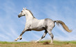 silver-white stallion