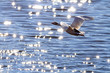 Goose flight