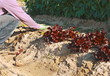 cultivando en huerto