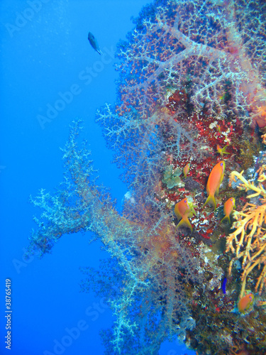 Foto: Parete corallina Parete corallina