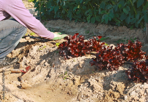 Foto: cultivando en huerto cultivando en huerto