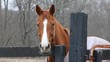Blanketed Horse At Corner Fence Blanketed Horse At Corner Fence