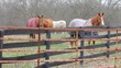 Four Horses Two Blankets By Fence Four Horses Two Blankets By Fence