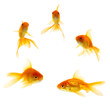 Five Gold Fishes isolated on white background