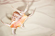 Sea shell on a sand beach