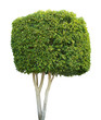 Tree isolated against a white