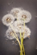 Photo: Bunch of dandelion seeds Bunch of dandelion seeds