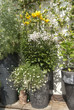 terrazzo nel verde