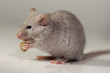 Mouse eating