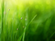 green grass background with color bokeh