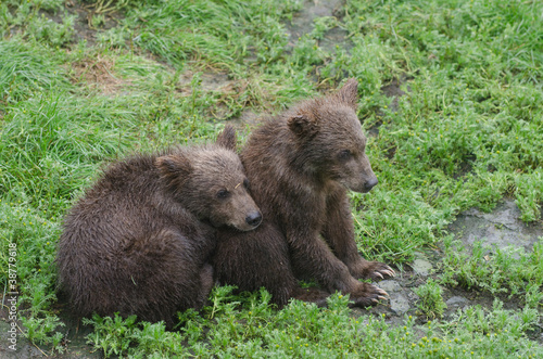 Photo: Grizzly bear cubs Grizzly bear cubs