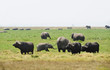 African Buffalo and elephants  in Tanzania