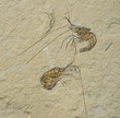 Fossil of 2 prawns or shrimps. Aeger tipularius.