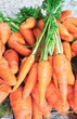 Photo: Carrot from garden Carrot from garden