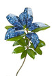 Solar panel plant, on white. Evolution of the leaf.