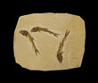 Three fossilized fish, isolated on black.