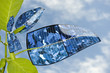 Solar panel plant. Evolution of the leaf.