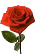 Single pink rose isolated on white background