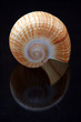 Fig Shell 01