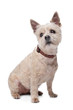 cairn terrier