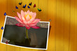 Pink lotus