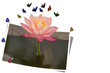 Pink lotus