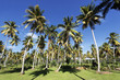 palm tree land