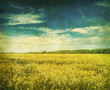 retro mustard field