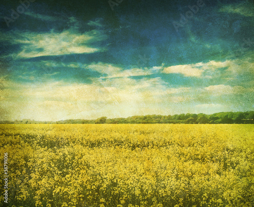 Foto: retro mustard field retro mustard field