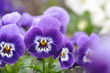 Gartenstiefmütterchen
