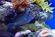 Kole Tang Spotted surgeonfish