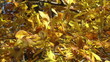 Golden autunn leaves