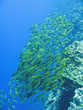 Banco di Lutjanus Fulviflamma - Dory Snappers