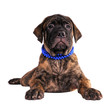 Bullmastiff puppy lying