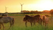 Horses grazing in Copenhagen, Denmark.