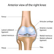 Human knee joint, eps8