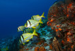 Photo: School of Porkfish (Anisotremus virginicus) - Cozumel School of Porkfish (Anisotremus virginicus) - Cozumel